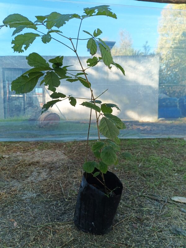 Árbol de Lapacho Amarillo - Image 4