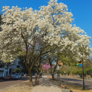 Árbol de Lapacho Blanco