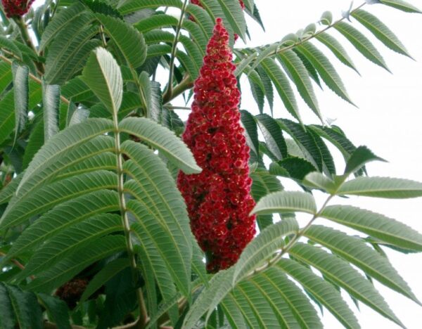 Rhus - Image 4