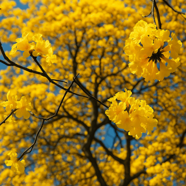 Árbol de Lapacho Amarillo - Image 2