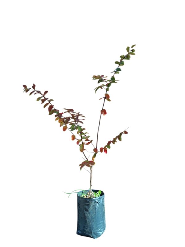 Espumilla (Árbol de Júpiter) - Image 3