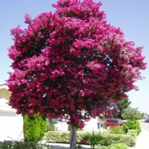 Espumilla (Árbol de Júpiter)