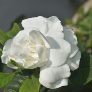 Jazmin del Cabo (Jasminum capense)