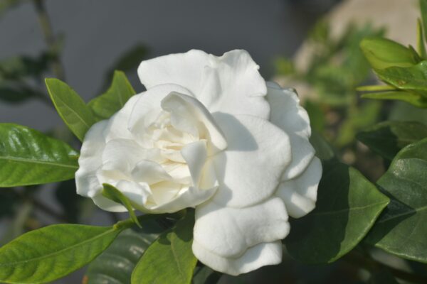Jazmin del Cabo (Jasminum capense)