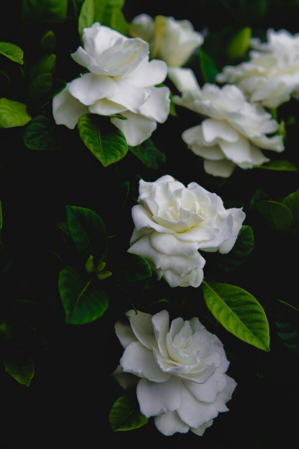 Jazmin del Cabo (Jasminum capense) - Image 2