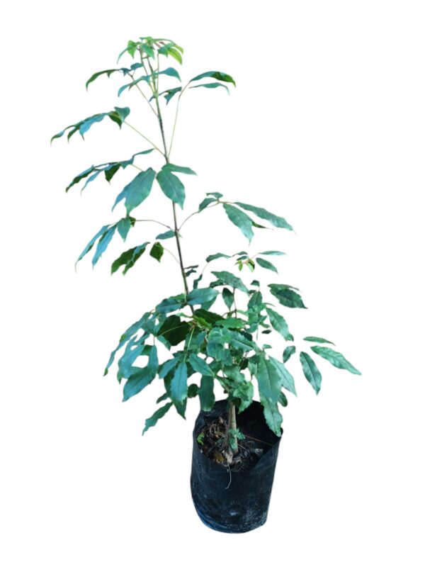 Árbol de lapacho Rosado - Image 3