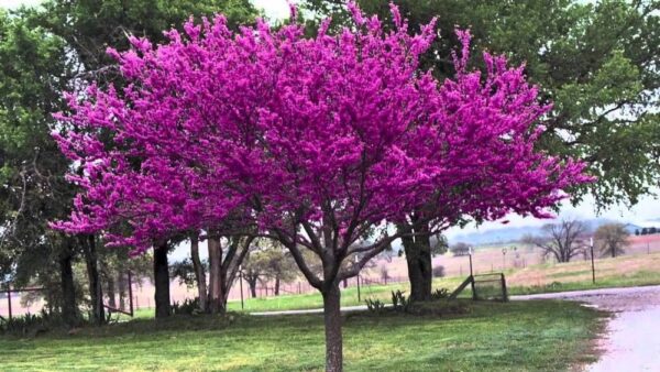 Árbol de lapacho Rosado - Image 2