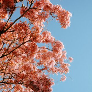 Árbol de lapacho Rosado