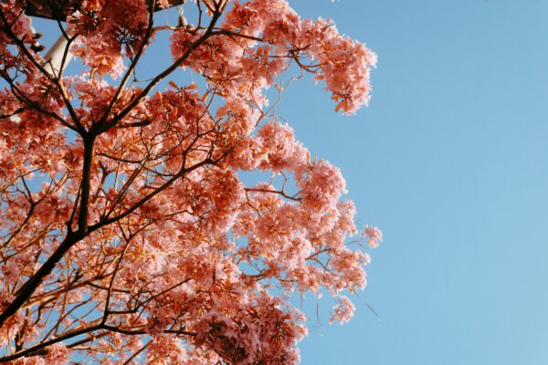 Árbol de lapacho Rosado