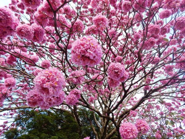 Árbol de lapacho Rosado - Image 4
