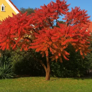 Rhus