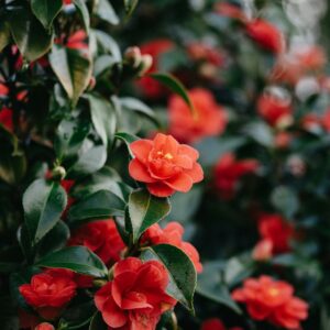 Flores de Camelia, resistentes