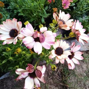 Dimorfotecas variedad de colores