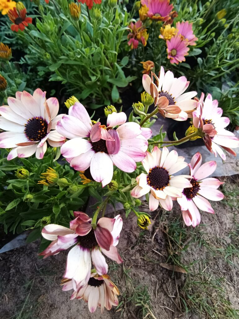 Dimorfotecas variedad de colores