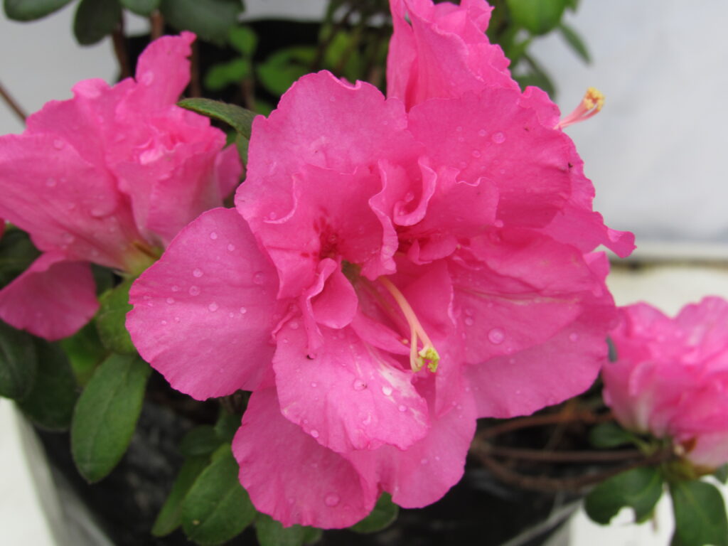 Azalea enana color rosa