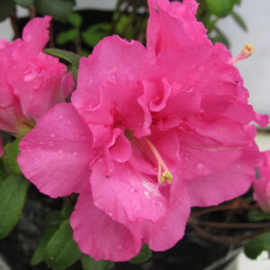 Azalea enana color rosa