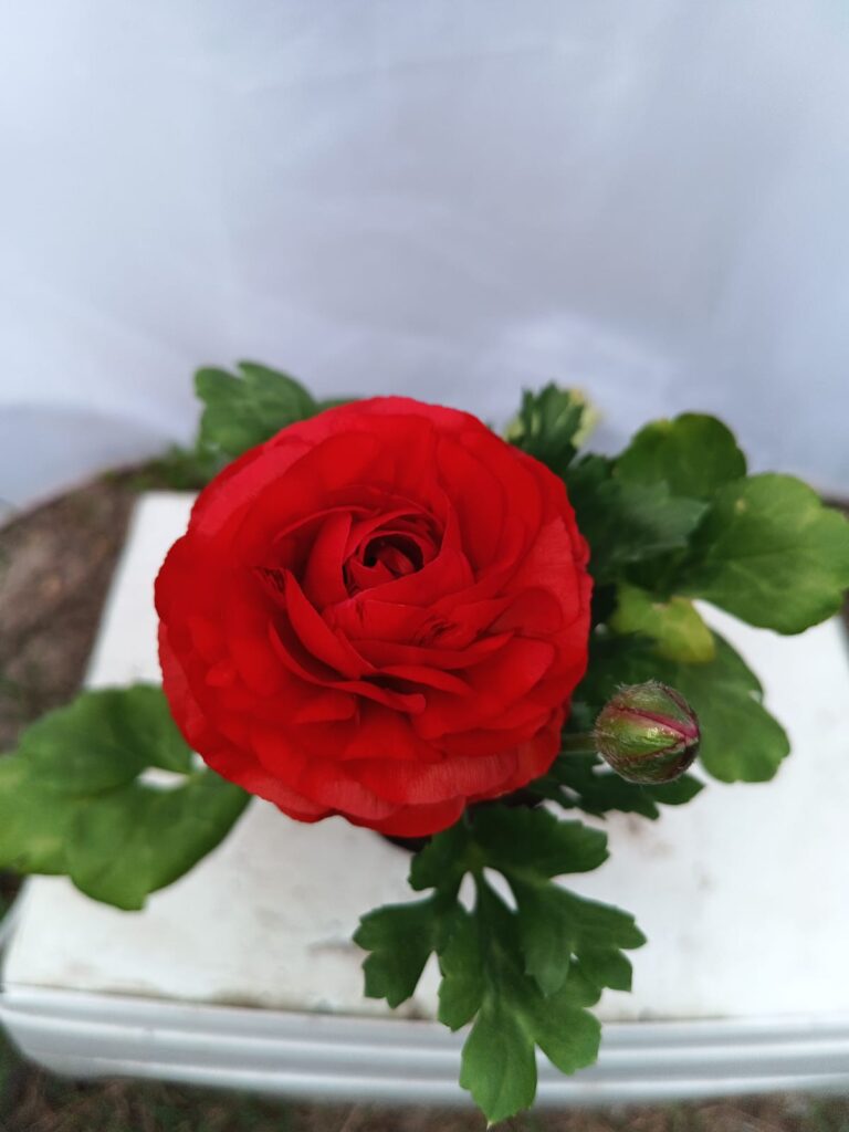 Marimonias diferentes colores