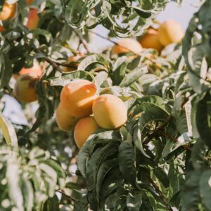 Duraznero- Árbol frutal