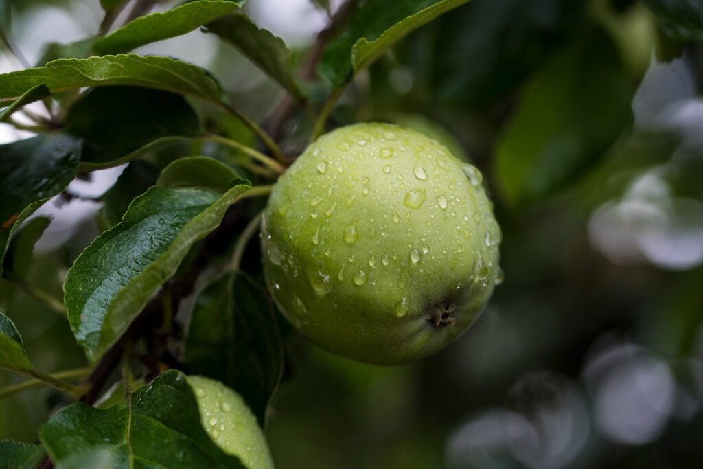 apple, fresh, tree, apple orchard, orchard, green apple, raindrops, nature, wet, fruit, fresh apple, fresh fruit, produce, organic, harvest, branch, leaves