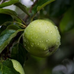 apple, fresh, tree, apple orchard, orchard, green apple, raindrops, nature, wet, fruit, fresh apple, fresh fruit, produce, organic, harvest, branch, leaves