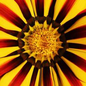 Flores - Gazania