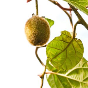 Kiwi - Planta trepadora frutal