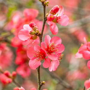 Membrillo de jardíb flores rojas