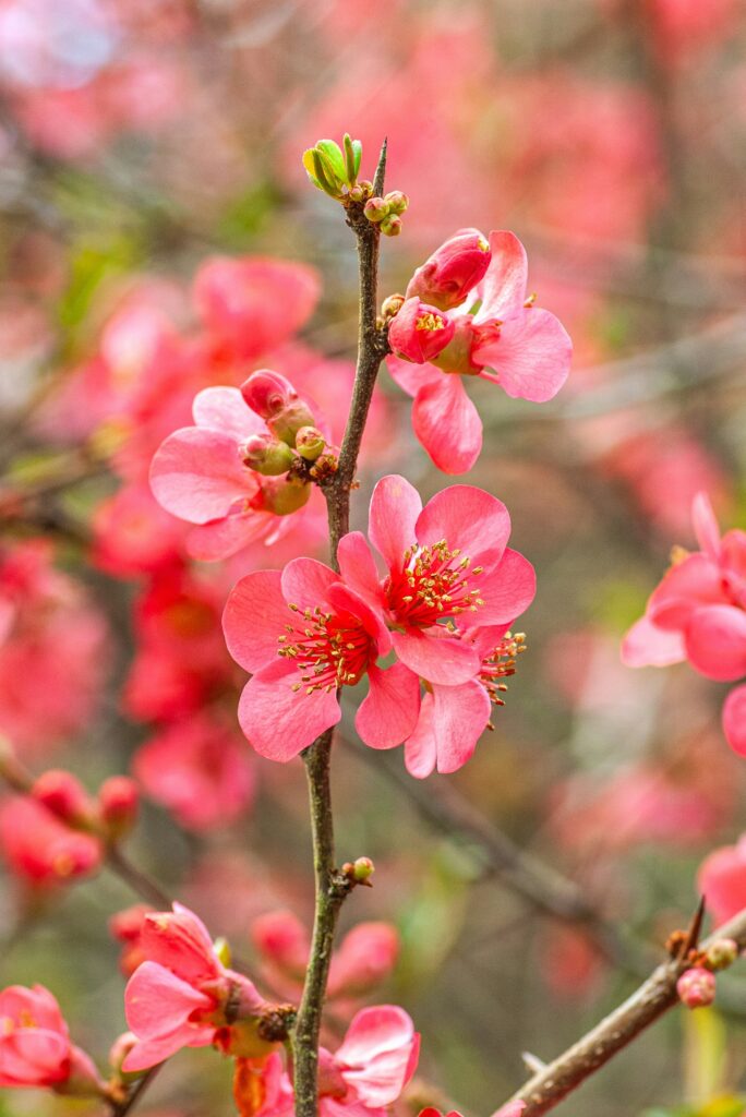 Membrillo de jardíb flores rojas
