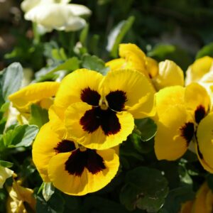 Pensamientos color amarillo