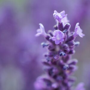 Detailed close-up of purple lavender flowers, showcasing intricate petals and vibrant colors.