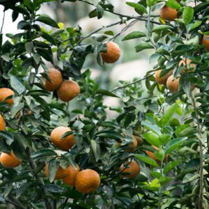 Close-up of fresh oranges hanging on lush green citrus tree branches in a garden.