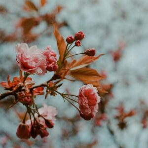 Beautiful cherry blossoms in full bloom captured on a spring day.