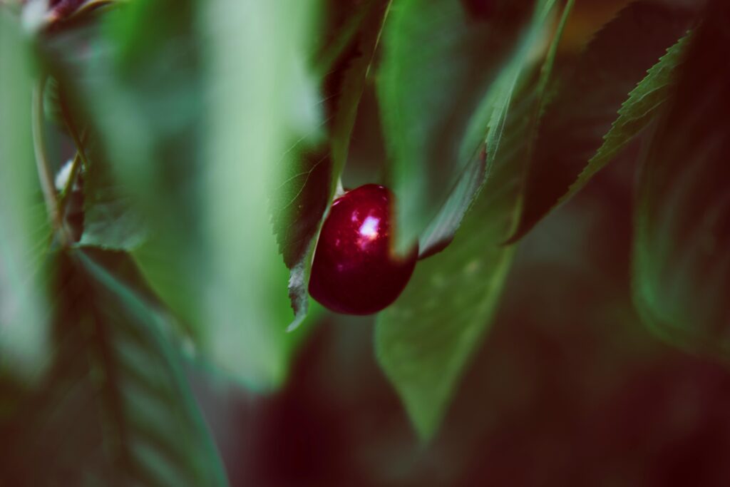 Macro shot of a ripe cherry on a tree with lush green leaves, showcasing nature's vibrancy.