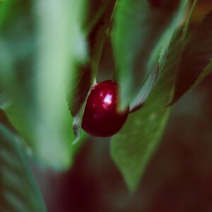 Macro shot of a ripe cherry on a tree with lush green leaves, showcasing nature's vibrancy.