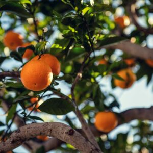 Orange tree basking in the Santa Barbara sunlight with fresh, ripe oranges and lush green leaves.