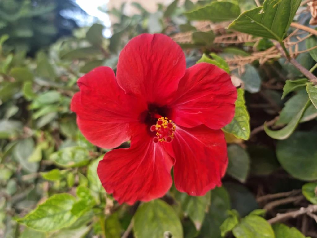Hibisco flor roja
