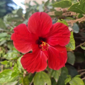 Hibisco flor roja