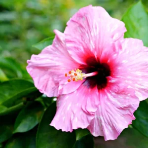 Hibiscos Arbusto de Floración Tropical Abundante